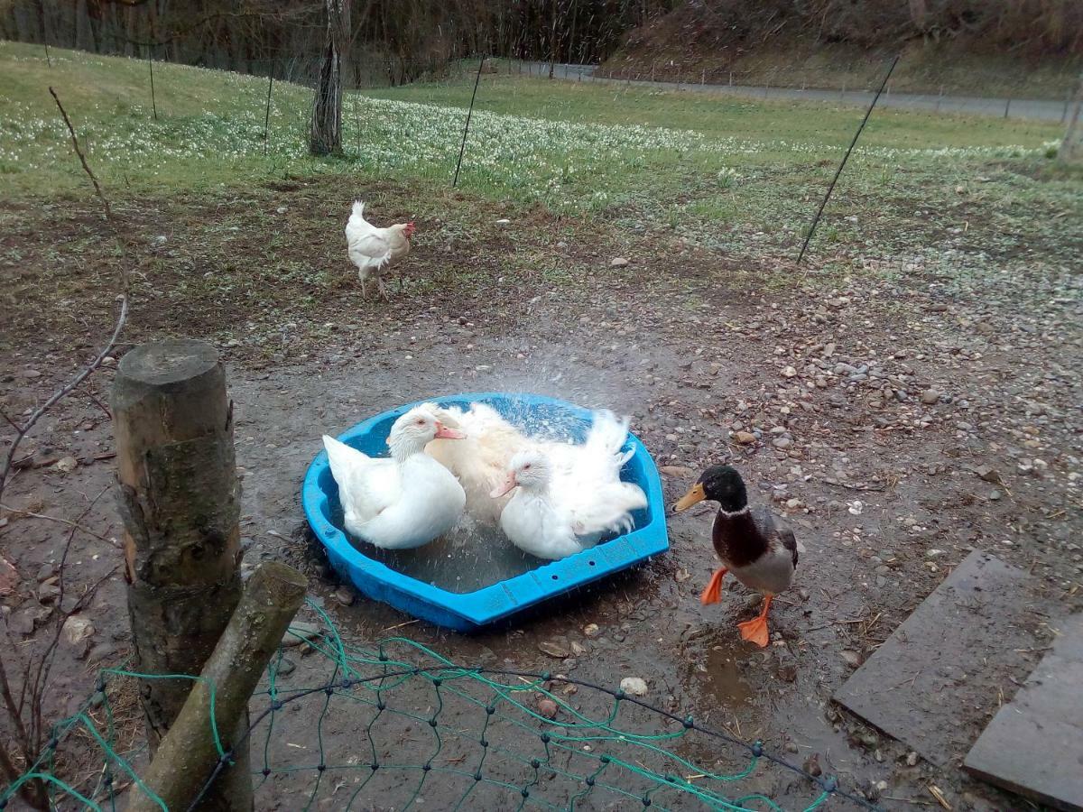 Ferienwohnung Auf Dem Lechsberg Fuchstal Kültér fotó